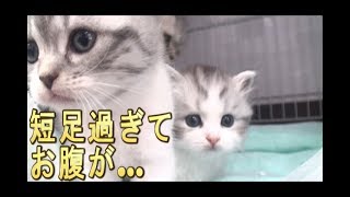 【猫好き】短足過ぎて、お腹が…(マンチカン)《funny cats》