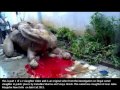 Camel Slaughter On Bakr Eid Is Illegal But Prevalent I images Camel Slaughter On Bakr Eid Is Illegal But Prevalent I