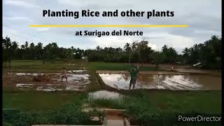 Planting Rice during Christmas Season by Merlyn Zartiga
