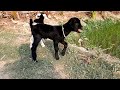 Cute baby goat sound। Goat sound video for kids