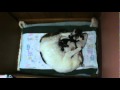 Cat Breast Feeding Her Kittens