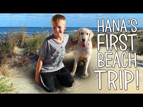 puppy bee sting family pack channel videolike puppy bee sting family pack channel videolike