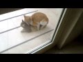 Cat Porn Anal ( Kedi Sikişi ) asdfsdfhklhlk