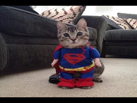 SI TE RIES GANAS NIVEL DIOS (1,000,000% POSIBLE) VIDEOS DE RISA DE ANIMALES