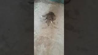 Pakistani Bully kutta Puppy Haryana Bhiwani Charkhi Dadri 8168985916