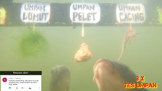 Tes Umpan Lumut Vs Geleng Vs Cacing Tanpa Essen Mana Yang Paling Disukai Ikan ?