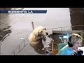 xQc reacts to Reverse animal rescue compilation