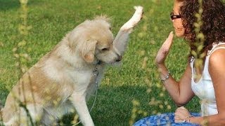 How to Train Your Dog - Dog Training Tips For Obedience Training Video