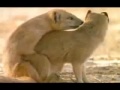 سكس حيوانات ـ 2009 YouTube