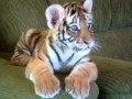TIGRE GIOCA CON CANE