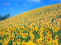 view Sunflower