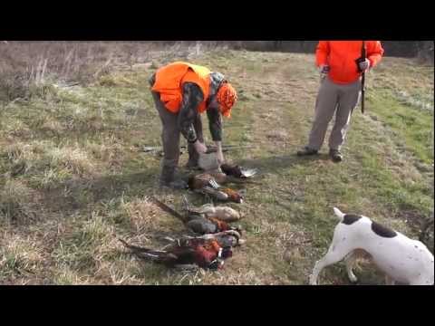 Pheasant City Dogs For Sale In Wisconsin Pheasant City Dogs For Sale In Wisconsin