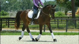 Montreal 2012 Zangersheide/Westphalian Gelding For Sale