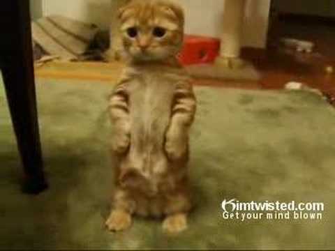 Cupcake the Kitten Cute Scottish Fold Breed 2  YouTube