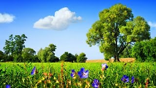 6 Hour Ambient Soundscape: British Countryside In the Summertime - Relaxing Nature Sounds