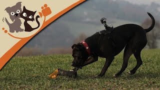 Gassigehen mit dem Hund leicht gemacht