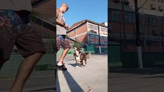 Staffordshire Bull Terrier Sophia, Playing And Training