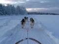 Huskey dog sledge ride default Huskey dog sledge ride