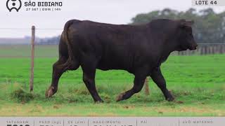 LOTE 44 - TOUROS BRANGUS - LEILÃO VIRTUAL SÃO BIBIANO 2020