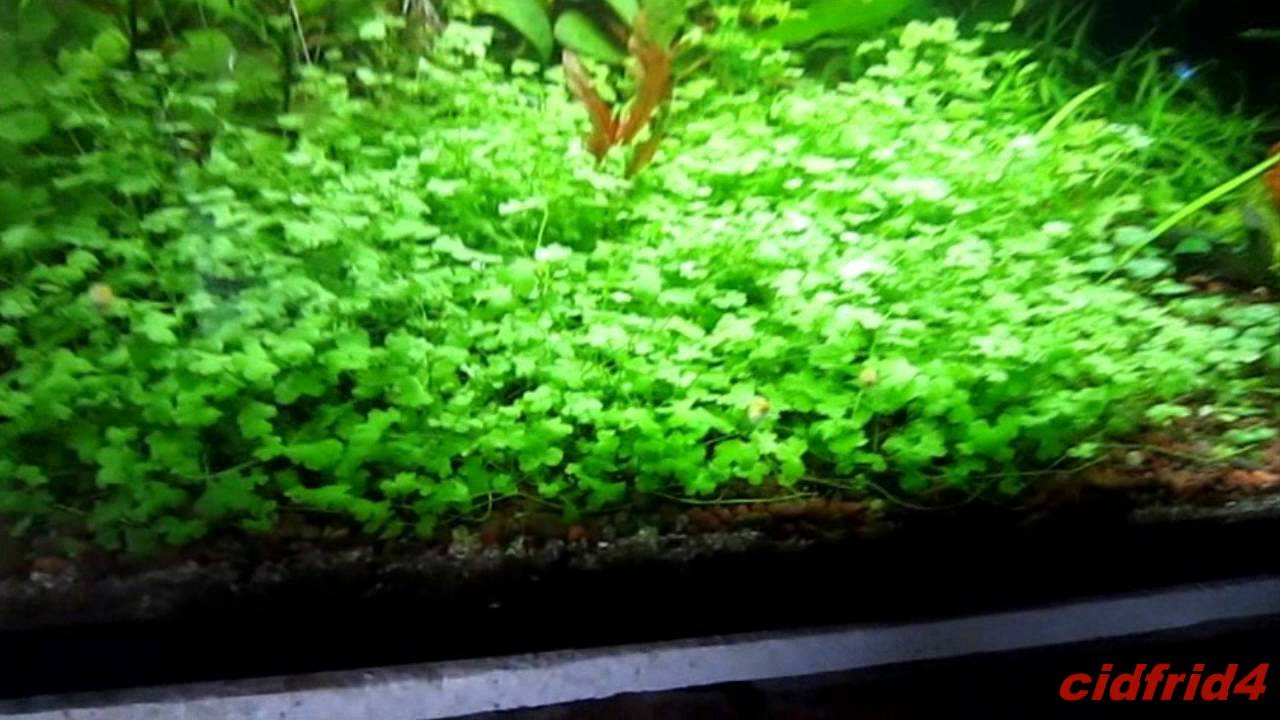 PLANTAS ACUÁTICAS - HYDROCOTYLE TRIPARTITA - JAPAN - YouTube
