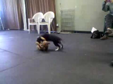 Mille Puppy Playtime Pt 4