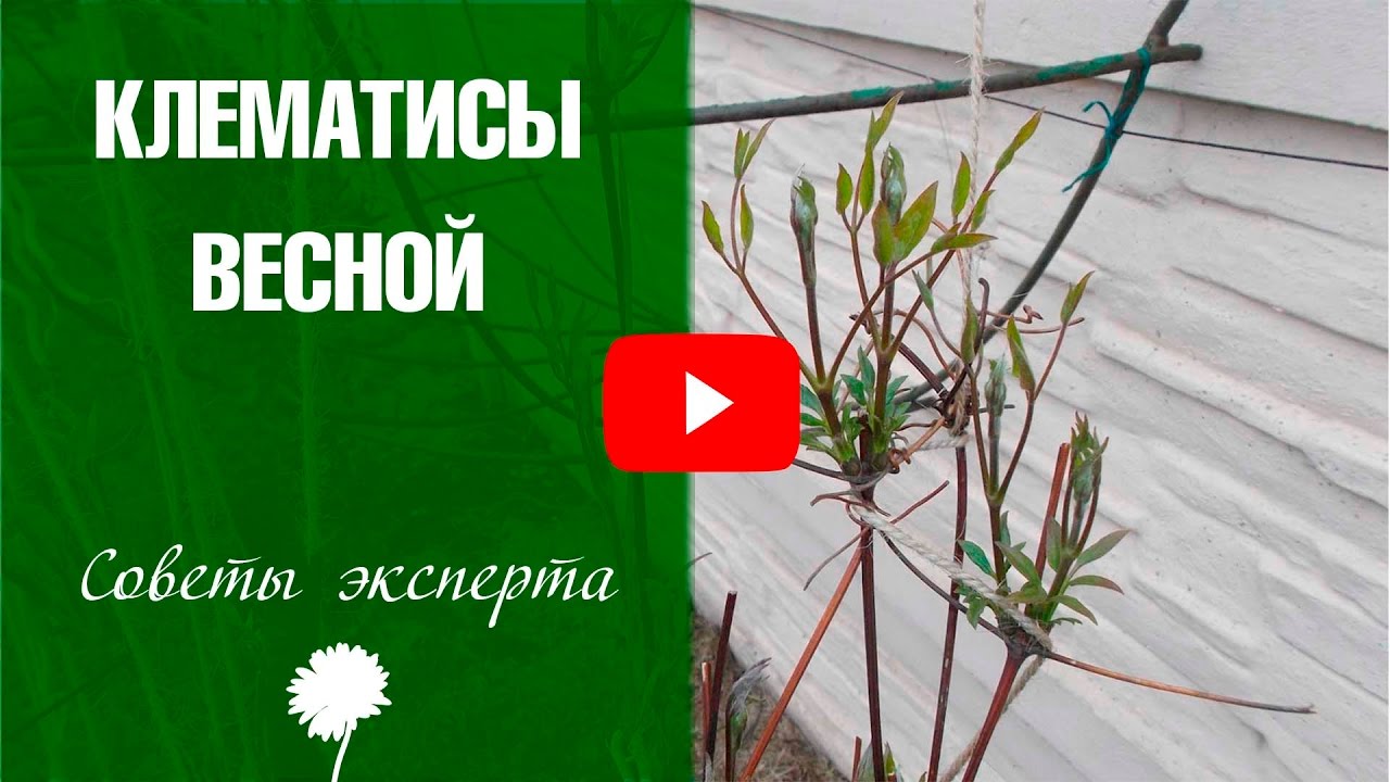 Как сажать клематис весной 74
