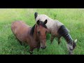 Paarden Stompetoren & Heiloo