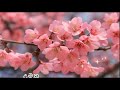 Sakura Mal pipila ( සකුරා මල් පිපිලා ) lyrics video