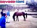 Hayvanlar Aleminde atların çiftleşmesi ve insanların yardım etmesi
