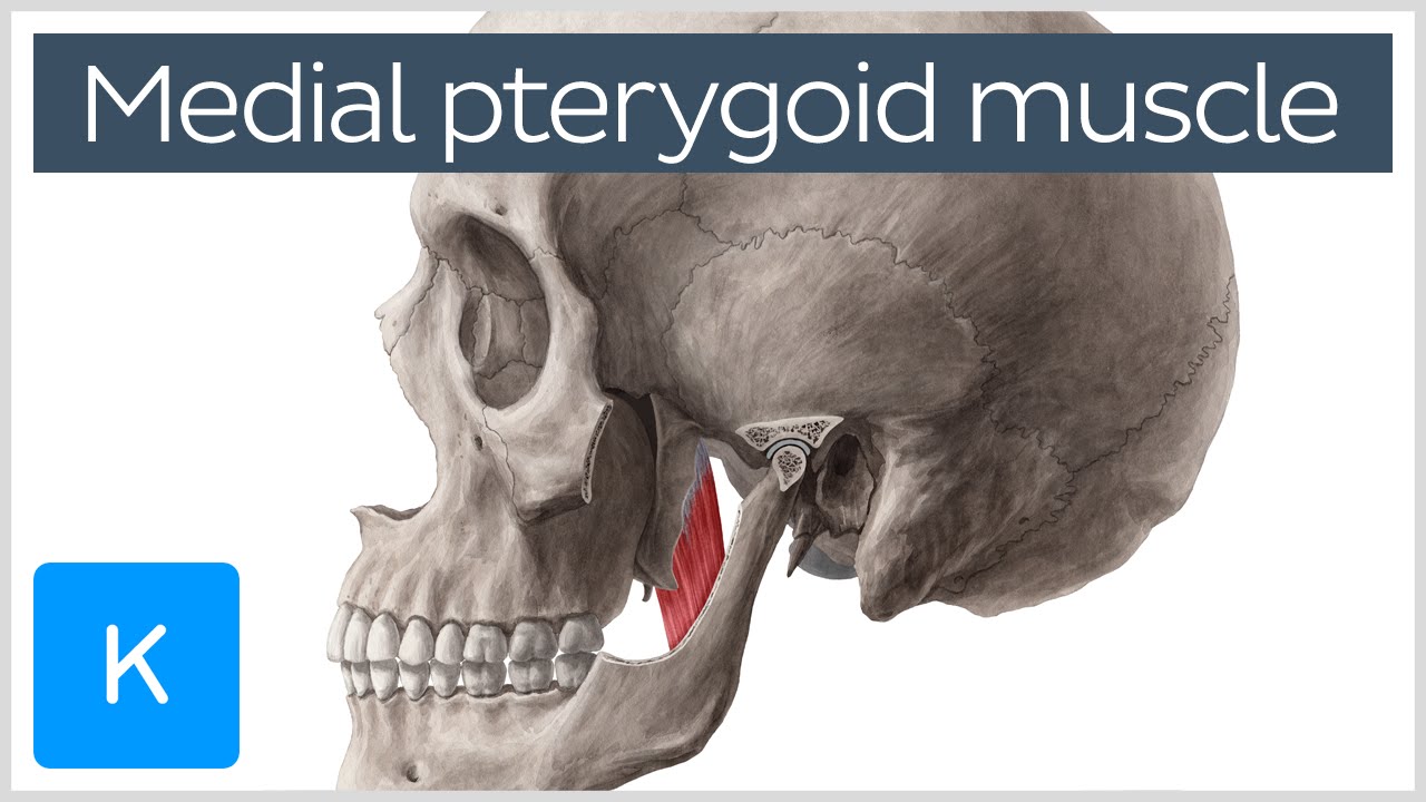 Anatomy of the Medial Pterygoid Muscle - Human Anatomy | Kenhub - YouTube
