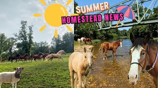 Homestead Horsemanship Horse Herd Happenings!