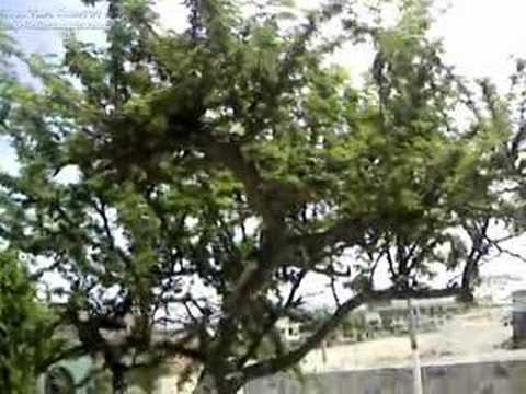 HORTALIZAS FRUTALES hortalizas frutales: