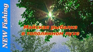 Майская рыбалка в тополинном пухе.