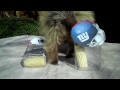 Teddy Bear, the porcupine, predicts the winner of Super Bowl 46