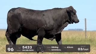 LOTE 96 - TOUROS BRANGUS - LEILÃO SÃO BIBIANO 2021