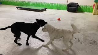 Simba and Dias playing in doggy daycare