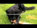 My Dog Is Chewing Everything - How To Redirect A Chewing Dog
