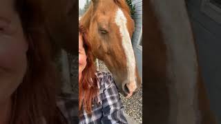 Funny Horse Will Make You Laugh | Funny Farm #shorts