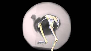 Three Sequences Of Xromm Animation From A Complex Maneuvering Trial