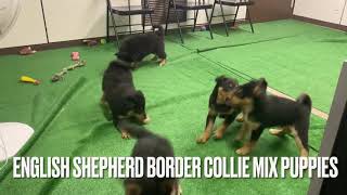 Everyone Loves The Game Tug Of War: English Shepherd Border Collie Mix Puppies