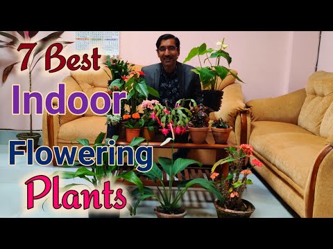 7 Best Flowering Plants you can grow them indoors