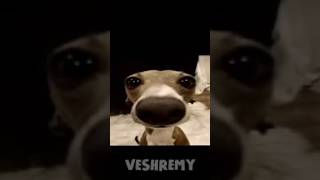 Veshremy Vs Packgod Song-Pack It Up Veshremy, Topper Guild