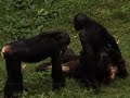 Bonobos - Let's talk about sex