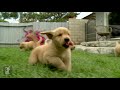 Puppy Love - Golden Retriever Puppies