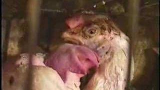 Bird Flu