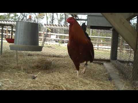 gamefowl hulsey pumpkin