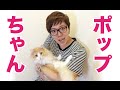 PDSの猫『ポップ』に会って来た!ヒカキン初のご対面