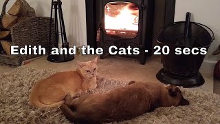 Edith and the Cats