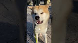 You Wont Believe How This Akita Behaves Infront Of People