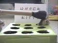 kitty